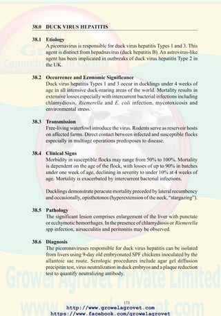 175
39.0 DUCKLING SEPTICEMIA
39.1 Etiology
Riemerella anatipestifer is the principal pathogen responsible for duckling
septicemia. Concurrent infections include E. coli, septicemia, salmonellosis
and duck virus hepatitis.
39.2 Occurrence and Economic Significance
Duck septicemia occurs in all areas where ducklings are reared
commercially, resulting in variable morbidity and mortality during the
first two weeks of the brooding period.
39.3 Transmission
Direct contact of susceptible ducklings with a contaminated environment.
Footpad lesions from defective wire floors predispose to percutaneous
infection.
39.4 Clinical Signs
Affected ducklings show depression, ataxia, ocular and nasal discharge
and respiratory rales.
39.5 Pathology
Septicemic changes characterized by perihepatitis, pericarditis and fibrinous
airsacculitis, hepatomegaly and splenomegaly are observed. In some cases,
fibrinousmeningitisoccur,especiallyinducklingswhichdisplaynervoussigns.
39.6 Diagnosis
Diagnosis is based on isolation and identification of Rimerella anatipestifer
from heart blood, liver or brain tissue on either blood agar or trypticase
soy agar.
39.7 Treatment
Supportive therapy and administration of water soluble tetracycline may be
attempted. Enrofloxacin can be administered in drinking water at a level of
50 ppm for the first 2 days followed by 25 ppm for 4 subsequent days.
39.8 Prevention
Managemental interventions including effective sanitation between
placements, avoiding overcrowding and chilling should be implemented.
Multivalent or homologous bacterins have been prepared for administration
to ducklings at 1 to 2 weeks of age. A live attenuated vaccine against
serotypes 1, 2 and 5 has been developed, which is administered to ducklings
by the aerosol route or in drinking water at day-old.
http://www.growelagrovet.com
https://www.facebook.com/growelagrovet
 