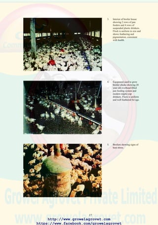 19
9. Breeder flock in
convection-ventilated house
showing ceiling insulation
to reduce solar heat gain &
belt-driven fan to create air
movement over the flock.
Fluorescent lamps require
less electrical power than
incandescent bulbs. Metal
nest boxes with manual
collection of eggs are easy
to decontaminate. Vertical
plywood boards prevent
perching. Suspended
manual feeders for
cockerels. Hens obtain feed
from troughs fitted with
male exclusion grills.
10. High level of dust due to
inappropriate ventilation,
results in respiratory stress
and causes severe reactions
to aerosol vaccination and
viral respiratory infection.
11. Monitoring of atmospheric
ammonia at litter level
using a bellows pump and
chemical indicator system
which is sensitive to
ammonia. High ammonia
level results in respiratory
stress and blindness.
http://www.growelagrovet.com
https://www.facebook.com/growelagrovet
 