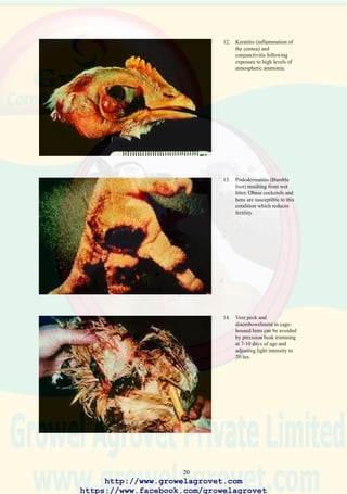 22
4.1.4 Indirect Transmission
Introduction of contaminated transport coops, equipment or feed onto
farms or movement of personnel between infected and susceptible flocks
without appropriate biosecurity measures will effectively transmit disease.
Imperfectly decontaminated buildings which have housed infected flocks
often contain pathogens including infectious bursal disease virus (IBDV)
and Salmonella spp which can infect successive placements especially
when interflock intervals are less than 10 days in duration.
4.1.5 Dissemination by Wind
Infected flocks may excrete large numbers of viruses which can be
entrained in dust and moved by wind for distances of up to 5km. Spread
of vvND and ILT by wind has been documented in a number of outbreaks.
4.1.6 Biological Vectors
Wild birds are reservoirs of avian influenza and Pasteurella spp. Rodents
carry a wide range of diseases including pasteurellosis and salmonellosis.
Insects are responsible for transmission of various diseases. Pox, West
Nile and Highland J arbovirus may be transmitted by mosquitoes and
spirochetosis by Argas ticks. Litter beetles (Alphitobius diaperinus) are
reservoirs of a wide range of infections including Marek’s disease, IBD,
salmonellosis, pasteurellosis and coccidiosis. House flies transmit
campylobacteriosis.Argasid ticks (Argas spp) are vectors of spirochetosis.
4.1.7 Feed
Contamination of ingredients or manufactured feed with pathogens such
as Salmonella spp, or IBD and paramyxovirus virus can result in infection
of susceptible flocks.
4.1.8 Vaccines
Contaminated poultry vaccines prepared in eggs derived from non-specific
pathogen free (SPF) flocks may contain pathogens including adenoviruses,
reoviruses, or the agents responsible for chicken anemia and
reticuloendotheliosis. Pathogens may also be transmitted among flocks
as a result of contaminated vaccination equipment or personnel used to
administer vaccines.
In the context of Asia, workers, supervisors, and dealers in live poultry
are significantly involved in transmitting disease. Delivery of feed in
bags requires manual handling. Sale of live poultry involves frequent
visits to farms by dealers who ignore the most rudimentary biosecurity
precautions.
http://www.growelagrovet.com
https://www.facebook.com/growelagrovet
 