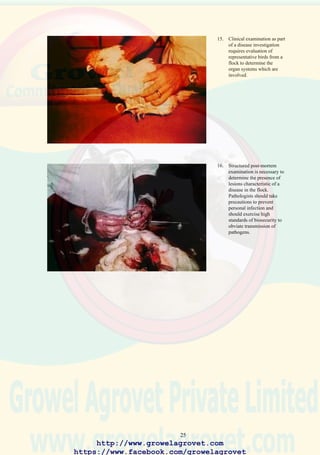 27
4.3.4 Public Health Considerations
In most countries the use of disinfectants and pesticides is controlled by
legislation which restricts the use of products to specified and approved
application in accordance with manufacturers’ label directions.
Recommendations concerning disinfection and pest control should always
conform to statutory regulations and should be designed to limit possible
contamination of the environment, flocks, and products. In the absence of
national or local rules, the US Department ofAgriculture and the US Food
and Drug Administration guidelines are recommended.
4.4 Disinfection of Poultry Houses
Complete depopulation of houses and decontamination of units and
surroundings at the end of each broiler, rearing, breeder or layer cycle
will contribute to enhanced liveability and performance in subsequent
flocks.
The following procedures should be followed;
• The surface of the litter and the lower side walls should be sprayed
with a 2% carbamate insecticide.
• Litter should be graded to the center of the house for removal either
manually or with a front-end loader. Litter should be either bagged or
alternatively transported in bulk from the house to a central site for
composting or disposal.
• Equipment should be disassembled and removed from the house for
cleaning and disinfection.
• Electrical units, motors, and switch gear should be cleaned using a
high-pressure air spray and then sealed to protect installations from
water damage.
• The floor of the house should be swept to remove residual litter.
• The house should be decontaminated by spraying a non-ionic detergent
at a concentration recommended by the supplier. Detergent should be
applied to the exterior in the sequence of roof, exterior walls, drains,
and service areas. Cleaning the interior should follow the sequence of
ceiling, internal walls, and then the floor.
• The interior structure and equipment should be rinsed with water and
remaining detergent solution should be allowed to drain.
• The interior of the house should then be sprayed with a quaternary
ammonium or phenolic disinfectant solution at a concentration
recommended by the manufacturer. A cresolic disinfectant can be
applied to earth floors.
http://www.growelagrovet.com
https://www.facebook.com/growelagrovet
 