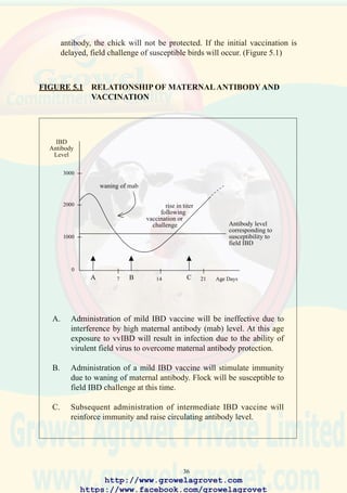 38
5.3 Administration of Vaccines
Various methods of administering vaccines are used commercially,
including;
• In ovo vaccination at 18 days of incubation using the patented Embrex
InovoJect® system and alternatives.
• Post-hatch spray vaccination, in cabinets for mass-administration of
aerosol vaccines to day old chicks.
• Subcutaneous injection, using a manual or automatic syringe, to
administer either live or inactivated emulsion vaccines to chicks, rearing
stock and breeders.
• Intramuscular injection, to administer inactivated aqueous and emulsion
vaccines to replacement pullets or mature stock.
• Wing-web stab to administer live vaccines by the percutaneous route
directly to each bird.
• Eye drop and intranasal routes, requiring handling of individual chicks,
are applied in hatcheries and during brooding of chicks.
• Aerosol administration, using a knapsack or electric sprayer to deliver
vaccines to flocks as a coarse spray.
• Drinking water administration can be implemented at low cost but is
of limited effectiveness against some infections.
It is emphasized that appropriate control over the reconstitution of live
vaccines is required to ensure potency. The actual administration of
vaccines should be monitored by submission of serum specimens to a
diagnostic laboratory for titer assay using ELISA or other acceptable
technique.
5.4 Medication
Antibiotics and chemotherapeutic compounds are administered to flocks
to treat outbreaks of disease.
The administration of drugs is generally a last resort to salvage the value
of a flock and to reduce losses following infection. The availability of
drugs varies according to regulations in a specific country. Over-reliance
on medication is both expensive and has negative flock and public health
implications. Medication should be used only after implementing accepted
methods of prevention and control of disease.
Important considerations which contribute to effective medication include:
• The diagnosis should be established by isolation and identification of
the pathogen by microbiological or other laboratory procedures.
http://www.growelagrovet.com
https://www.facebook.com/growelagrovet
 