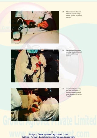 42
Consider antibiotic product with a concentration of 7% active ingredient @$100/liter
Suggested dose rate of 1 ml/liter of drinking water
Flock size, 10,000 birds with a daily consumption of 100 ml/bird
Total consumption of water over 5 days = 5000 l
Antibiotic consumed = 5
Cost of antibiotic therapy for flock = $500
Value of bird = $1
Number of birds to be “saved” as a result
of therapy to break even = 500
Reduction in mortality rate to break even = 5%
Assume mortality reduced by = 800 birds
Benefit : Cost ratio for therapy = 1.6
FIGURE 5.2 EVALUATION OF ANTIBIOTIC THERAPY
http://www.growelagrovet.com
https://www.facebook.com/growelagrovet
 