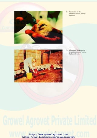 43
TABLE 5.1 COMPREHENSIVE BREEDER VACCINATION
PROGRAM
*where prevalent. No antibiotic should be administered within one week before or after live mutant S.
typhimurium vaccine.
Specific modifications will be required to the program to protect against fowl typhoid, mycoplasmosis and
coryza if prevalent in the area of operation.
Abbreviation
AE Avian encephalomyelitis (epidemic tremor) IBD Infectious bursal disease
EDS Egg drop syndrome ILT Infectious laryngotracheitis
ND Newcastle disease ND Newcastle disease
Route
Subcutaneous, hatchery
Aerosol spray
Eye drop
Eye drop
Subcutaneous
Drinking water
Subcutaneous
Eye drop or Drinking
water
Eye drop
Drinking water
Intranasal
Drinking water
Aerosol spray
Wing web
Subcutaneous
Wing web
Intramuscular
Drinking water
Wing web
Drinking water
Subcutaneous
Wing web
Drinking water
Subcutaneous
Intramuscular
Drinking water
Aerosol spray
Subcutaneous
Aerosol spray
Aerosol spray
Age
1 day
2 days
5 days
7 days
7 days
10 days
14 days
19 days
21 days
24 days
5 wks
5 wks
6 wks
8 wks
10 wks
12 wks
15 wks
17 wks
18 wks
20 wks
21 wks
32 wks
42 wks
(optional)
55 wks
65 wks
(optional)
Vaccine or Operation
Marek’s disease, Rispens strain
*Salmonella typhimurium (mutant)
ND HB-1
IBD(mild)
ND oil emulsion
Coccidiosis oocysts
Beak trim
Reovirus Live (mild)
IBD (Intermediate)
ND HB-1
IB - H120
*Salmonella typhimurium (mutant)
ND HB-1
IBD (intermediate)
ND HB-1
Reovirus Live
ND oil emulsion
AE + Fowl Pox
*Avian influenza emulsion
IB - H120
Pasteurella live
ILT
EDS
Pasteurella live
Deworming
Multivalent ND, IB, IBD, Reo emulsion
*Avian influenza emulsion
Transfer
Deworming
NDHB-1 + IB - H120
Multivalent ND, IB, IBD, Reo emulsion
NDHB-1 + IB H120
NDHB-1 + IB H120
http://www.growelagrovet.com
https://www.facebook.com/growelagrovet
 