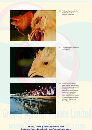 54
• Single-stage setters should be cleaned and disinfected after each transfer.
Broken eggs should be removed from setters daily, with appropriate
action to prevent cross-contamination. Setter rooms should be
disinfected daily under supervision and inspected to ensure compliance
with standard procedures. Setter racks should be cleaned and inspected
before return to the breeding farm.
• Hatchers and hatching equipment should be cleaned and disinfected
after each take-off.
• At the end of each hatching day, the chick-processing room should be
cleaned and disinfected, including all work surfaces and installations.
Vaccination equipment should receive special attention according to
manufacturers’ recommendations. Chick boxes should be cleaned on
return to the hatchery.
• Chick-delivery vehicles should be decontaminated daily. Routine
fogging or fumigation is necessary to prevent aspergillosis.
• The hatchery sanitation program should be incorporated into a hatchery
manual. Procedures should specify disinfectants, concentration, and
the method and frequency of application. Procedures should be reviewed
and updated as necessary. Only properly trained personnel should clean
and apply disinfectants.
• Routine monitoring of cleaning and disinfection should be carried out
and appropriate remedial action should be taken if the prevalence of
omphalitis or aspergillosis results in a 0.5% increase in first week
mortality.
• Quality control procedures include examination of hatchery fluff, agar
gel impression disks, exposure of media plates to air, centrifugal air
sampling, and surface swabs. Routine tests should include incoming
eggs, the egg room, setters, hatchers after disinfection, hatcher rooms,
setters rooms, chick-processing rooms, vehicles, exhaust ducts, and
the water supply. Correlations between the microbiological test results,
hatchability, and chick livability should guide the choice of disinfectants
and dilution rates.
http://www.growelagrovet.com
https://www.facebook.com/growelagrovet
 