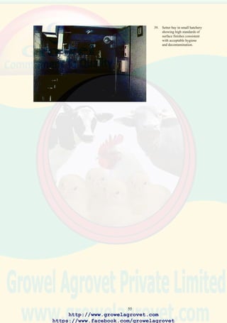 57
be sub-optimal.
• Deficiencies may occur due to deletion of specified ingredients or
supplements from rations.
• Destruction of nutrients can occur in feed due to oxidation.
• Chemical antagonists in feed may increase the nutritional requirements
of nutrients.
• The nutrient quality of ingredients may be depressed by excess moisture,
mold contamination or inappropriate processing.
Under commercial conditions multiple deficiencies often occur and signs
and lesions associated with suboptimal intake of a specific nutrient may
not be clearly defined.
7.2.2 Low Energy Intake
Most poultry will compensate for low energy density by consuming a
greater quantity of feed. Under conditions of feed restriction or extreme
competition, mature birds will lose weight and hens will show a decline
in both egg size and egg numbers. Male breeders will become infertile.
Growth rate of immature stock will be depressed. The effect of restricting
energy intake will be exacerbated by low environmental temperature or
improper management of brooding and ventilation systems during the
early growth phase. Flocks deprived of energy will show increased
susceptibility to infection.
7.2.3 Deficiencies of Proteins or Amino Acids
Low protein intake will depress growth rate, feed conversion efficiency,
immune response and reproductive efficiency.Adeficiency in lysine may
occur in wheat and maize-based diets and will result in depressed growth
rate and feed conversion efficiency in broilers. Methionine deficiency in
diets containing maize and soybean meal will result in a low growth rate.
In the case of mature flocks, both egg size and egg numbers will be reduced.
It is emphasized that suboptimal levels of essential amino acids will not
result in any specific clinical sign or lesion other than a failure to attain
accepted production standards. Deficiencies in energy and essential amino
acids will exacerbate the effects of viral malabsorption syndrome and
intestinal damage caused by coccidiosis or endoparasites.
7.2.4 Fats
Suboptimal levels of essential fatty acids including linoleic and linolenic
acid will depress egg size in high-producing hens. Under conditions of
elevated temperature, essential fatty acid deficiency will result in
http://www.growelagrovet.com
https://www.facebook.com/growelagrovet
 