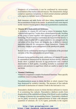 61
• Vitamin B1 (Thiamine) Deficiency
Avitaminosis occurs as a result of failure to add thiamine to vitamin
premixes or occasionally as a result of excessive addition of the
anticoccidial, amprolium, to diets. The principal sign of thiamine
deficiency in 10 to 20 day old chicks comprises incoordination and an
abnormal retraction of the head (“star gazing”). There are no
macroscopic lesions associated with thiamine deficiency.
• Vitamin B2 (Riboflavin) Deficiency
This condition is characterized by rotation of the legs in chicks aged
10 - 30 days, and is referred to as “club foot” or “curled toe paralysis”.
Affected flocks will demonstrate low growth rate and poor feathering.
Breeding flocks fed diets deficient in riboflavin show low egg
production and hatchability. Chicks from deficient flocks have abnormal
development of down feathers. Histological examination of the major
peripheral nerve tracts will show myelin degeneration.
• Biotin Deficiency
Affected flocks demonstrate poor growth and feathering and elevated
mortality. The principal sign comprises dermatitis of the feet and of
the skin adjacent to the angle of the beak. These changes also occur
with pantothenic acid deficiency and reoviral malabsorbtion syndrome.
In breeding flocks, hatchability is lowered and embryonic
malformations of the feet are noted.
• Other Vitamin Deficiencies
Deficiencies of pantothenic acid, niacin, pyridoxine and folic acid can
be reproduced under experimental conditions. These avitaminoses are
seldom diagnosed as single entities in commercial poultry in tropical
countries but contribute to a general pattern of poor growth and
depressed reproductive efficiency in mature flocks.
• Calcium and Phosphorus Deficiency
In immature flocks a deficiency of either calcium or available
phosphorus or an imbalance in these nutrients will result in rickets. In
laying hens and breeders, osteomalacia may occur. Calcium and
phosphate deficiencies may be diagnosed by histological examination
of bones and the parathyroid gland, bone ash determinations, and
analyses of representative feed samples.
• Manganese Deficiency
Manganese deficiency leads to chondrodystrophy which results in
deformation of the distal tibiotarsus and proximal tarsometatarsus. In
http://www.growelagrovet.com
https://www.facebook.com/growelagrovet
 