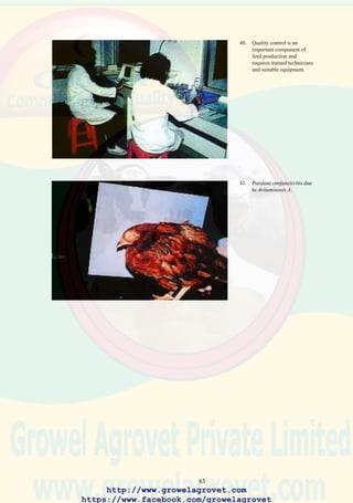 65
45. Installation of a large
capacity black-painted
metal storage tank for feed-
grade blended oil in a
tropical area will lead to
rancidity with
consequential destruction
of fat-soluble vitamins.
Horizontal orientation
increases surface area and
oxidation.
46. Broiler chicks aged
approximately 14 days
showing lateral
recumbency associated
with nutritional
encephalomalacia.
47. Hemorrhage within the
cerebellum characteristic of
nutritional
encephalomalacia due to a
deficiency of Vitamin E or
destruction of this nutrient
by free radicals in oil
undergoing rancidity.
http://www.growelagrovet.com
https://www.facebook.com/growelagrovet
 