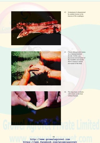 66
48. Hemorrhage and transudate
beneath the wing associated
with transudative diathesis
due to destruction of
Vitamin E following
oxidative rancidity.
49. Chicks showing edema of
the intermandibular region
due to transudative
diathesis.
50. Subcutaneous hemorrhage
beneath the wing of a cage-
housed pullet due to
Vitamin K deficiency.
http://www.growelagrovet.com
https://www.facebook.com/growelagrovet
 