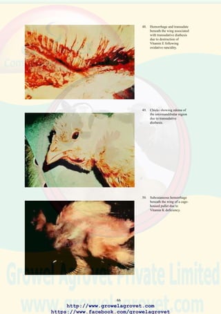 68
IMMUNOSUPPRESSIVE DISEASES
8.0 MAREK’S DISEASE
9.0 INFECTIOUS BURSAL DISEASE
10.0 INFECTIOUS ANEMIA
http://www.growelagrovet.com
https://www.facebook.com/growelagrovet
 