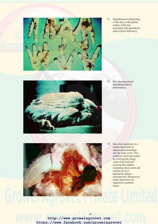 69
8.0 MAREK’S DISEASE
8.1 Etiology
An oncogenic (tumor-inducing) herpesvirus
8.2 Occurrence and Economic Significance
Marek’s disease affects commercial chicken flocks from approximately 5
to 35 weeks of age in all areas of the world.
Highly pathogenic (vvMD) strains of the virus are responsible for acute
outbreaks of mortality which may attain 50% in exposed, non-immunized
flocks up to 60 weeks of age. Generally, erosive losses of up to 20%
occur in non-protected or inadequately vaccinated flocks. Marek’s disease
virus is responsible for neural and visceral tumors. Marek’s disease virus
is immunosuppressive and infected broiler and pullet replacement flocks
are susceptible to a wide range of viral and bacterial infections. Exposed
broilers show increased mortality and condemnation rates at processing.
8.3 Transmission
Exposure to MDV occurs by horizontal infection. The virus is resistant to
environmental exposure and can remain viable for long periods in houses
especially if units are not decontaminated between cycles. Infected birds
shed “dander” (feather dust) contaminated with virus which can be
distributed by wind, equipment, and personnel.
8.4 Clinical Signs
Involvement of the peripheral nerves results in paresis (weakness) of the
legs or wings which progresses to paralysis. Death occurs in both caged
and floor-housed birds as a result of dehydration and persecution.
8.5 Pathology
Enlargement of the feather follicles is observed on the skin of de-feathered
broilers and results in condemnation of carcasses in the USA, Canada,
and Europe.
The characteristic MD lesion comprises enlargement of the peripheral
nerves of the sciatic or brachial plexus. Occasionally visceral lesions are
observed and the kidney, eye, proventriculus, ovary or other organs may
be affected.
8.6 Diagnosis and Confirmation
The gross appearance of neural lesions is generally diagnostic. Histological
examination of nerve and visceral lesions will show characteristic
http://www.growelagrovet.com
https://www.facebook.com/growelagrovet
 