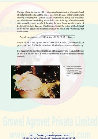 76
10.0 CHICKENANEMIA
10.1 Etiology
A non-enveloped icosohedral DNA-virus, classified as a circovirus.
10.2 Occurrence and Economic Significance
The infection is widespread in broiler and replacement parent and laying-
strain pullets.
Chicken infectious anemia virus (CAV) is immunosuppressive and is
responsible for mortality of up to 10% in affected broiler flocks. The virus
causes stunting and increased susceptibility to secondary viral and bacterial
infections including dermatitis which results in downgrading. The pathogen
is synergistic with IBDV, MDV and reticuloendotheliosis virus (REV) (a
retrovirus).
10.3 Transmission
Both vertical and horizontal routes of infection occur under commercial
conditions. Contaminated live vaccines prepared from infected embryos
are thought to have been responsible for widespread dissemination of CA
infection prior to recognition of the virus.
10.4 Clinical Signs
Morbidity is variable, with onset at 10 days. Primary CA mortality occurs
during the age period 15-20 days. Affected chicks are pale and stunted.
Gangrenous dermatitis of the extremities (“blue wing”) is noted. Marked
anemia may be observed with corresponding hematocrit values below 15%.
10.5 Pathology
Thymus and bone marrow atrophy and muscular hemorrhages are
characteristic. Septicemia and gangrenous dermatitis occur in older birds,
following secondary bacterial infection.
10.6 Diagnosis
ELISA and VN serology can confirm infection of flocks. The PCR
(polymerase chain reaction) assay can identify CAV T-cell and B-cell
lymphoblastoid cell line tissue cultures can be used to isolate the agent in
suitably equipped laboratories.
10.7 Prevention
Immunization of breeder flocks during the age period 12-15 weeks using
an attenuated vaccine. Either vaccination or natural exposure will confer
immunity to progeny through maternal antibody transfer.
http://www.growelagrovet.com
https://www.facebook.com/growelagrovet
 