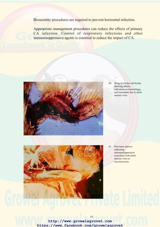 79
11.0 NEWCASTLE DISEASE
11.1 Etiology
Antigenically related strains of Avian paramyxovirus, type 1.
11.2 Occurrence and Economic Significance
Three categories of viral pathogenicity result in different clinical forms
of the disease.
• Velogenic-viscerotropic virus (vvND) infection results in acute onset,
highly lethal disease.
• Mesogenic virus causes acute, moderately lethal disease with nervous
and respiratory signs.
• Lentogenic virus is responsible for mild respiratory infection.
Velogenic and mesogenic forms are exotic to the USA, Canada, the UK
and other European countries but are widespread inAsia,Africa, and Latin
America. The lentogenic form is encountered in most poultry-producing
areas including the USA. Severe losses from mortality, depressed egg
production and lowered feed conversion efficiency occur as a result of
exposure to vvND.
The lentogenic form is responsible for erosive losses in broilers including
lowered gain and feed conversion efficiency and elevated mortality and
condemnation. The severity and financial impact depends on climatic and
management stress and intercurrent exposure to pathogenic E. coli and
other viral respiratory disease and immunosuppressive agents.
The cost and consequences (respiratory stress) of vaccination are
significant, especially during winter and following immunosuppression.
Disruption of trade and the cost of eradication of vvND in non-endemic
countries imposes a significant burden on producers and the public sector
after outbreaks.
11.3 Transmission
ND virus is highly contagious. Infection occurs either by the inhalation of
virus in aerosol form or ingestion of contaminated feed or litter.
• Wind dispersal may occur over distances of 5 km.
• Direct and indirect contact with contaminated material (fomites) is
associated with deficiencies in biosecurity.
• Companion birds, backyard flocks and gamefowl serve as reservoirs.
http://www.growelagrovet.com
https://www.facebook.com/growelagrovet
 