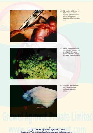 84
12.0 INFECTIOUS LARYNGOTRACHEITIS
Synonyms LT & ILT
12.1 Etiology
Gallid herpesvirus 1.
12.2 Occurrence and Economic Significance
Laryngotracheitis is distributed worldwide but is frequently regional in
prevalence or seasonal in incidence.
Mild LT results in lowered growth rate and feed conversion efficiency
and elevated mortality and condemnation in broilers. Decreased egg
production occurs following exposure of mature susceptible flocks.
Moderate to severe strains of LT result in proportionately higher morbidity
and mortality in both mature and rearing stock with losses approaching
50% with concurrent environmental stress and other infections.
12.3 Transmission
Direct contact with clinically affected chickens or recovered permanent
carriers. Indirect contact through dust-laden vehicles, or contaminated
personnel or equipment. Wind dispersal over 3 km has been documented.
12.4 Clinical Signs
The severity of LT is influenced by the strain of virus, immune status of
the flock and environmental conditions. Mild to severe cases show acute
onset with respiratory signs (snicking and gurgling), conjunctivitis and
swollen heads. In severe cases, birds show expectoration of blood
accompanied by cyanosis of the head due to dyspnoea.
12.5 Pathology
Hyperemia of the tracheal mucosa is present in most cases. Proportionally
more severe lesions occur with pathogenic virus strains which produce
severe hemorrhagic tracheitis with the presence of blood clots.
Aggregations of desquamated epithelium and blood clots may obstruct
the glottis resulting in asphyxiation.
12.6 Diagnosis
Histopathology usually reveals the presence of intranuclear inclusion
bodies in the epithelium (cell lining) of the trachea. The fluorescent
antibody technique may be used to demonstrate LT antigen in respiratory
mucosa. The LT virus can be isolated using SPF embryos or tissue culture
with identification applying immunofluorescence or serum-virus
http://www.growelagrovet.com
https://www.facebook.com/growelagrovet
 