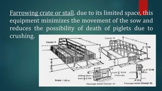 Farrowing crate or stall. due to its limited space, this
equipment minimizes the movement of the sow and
reduces the possibility of death of piglets due to
crushing.
 