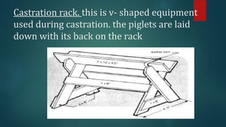 Castration rack. this is v- shaped equipment
used during castration. the piglets are laid
down with its back on the rack
 