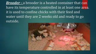 Brooder - a brooder is a heated container that can
have its temperature controlled in at least one area.
it is used to confine chicks with their feed and
water until they are 2 weeks old and ready to go
outside.
 