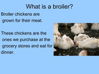 What is a broiler?
Broiler chickens are
grown for their meat.
These chickens are the
ones we purchase at the
grocery stores and eat for
dinner.
 