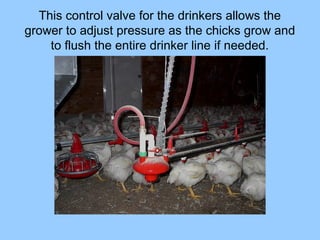 Poultry equipment for broilers | PPT