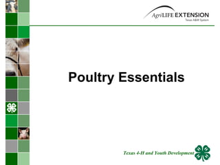 Poultry Essentials  Texas 4-H and Youth Development 