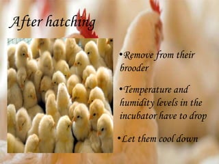 After hatching
•Remove from their
brooder
•Temperature and
humidity levels in the
incubator have to drop
•Let them cool down
 