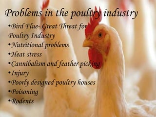 Problems in the poultry industry
•Bird Flue- Great Threat for
Poultry Industry
•Nutritional problems
•Heat stress
•Cannibalism and feather picking
•Injury
•Poorly designed poultry houses
•Poisoning
•Rodents
 