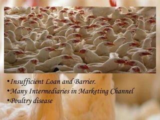 •Insufficient Loan and Barrier.
•Many Intermediaries in Marketing Channel
•Poultry disease
 