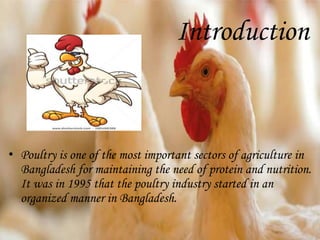 Introduction
• Poultry is one of the most important sectors of agriculture in
Bangladesh for maintaining the need of protein and nutrition.
It was in 1995 that the poultry industry started in an
organized manner in Bangladesh.
 