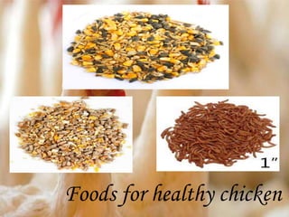 Foods for healthy chicken
 
