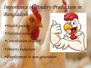 Importance of Poultry Production in
Bangladesh
•Health protein
•National economy
•Contribution in GDP
•Poverty reduction
•Employment to new generation
 