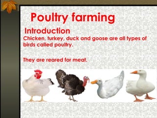 Introduction
Chicken, turkey, duck and goose are all types of
birds called poultry.
They are reared for meat.
Poultry farming
 