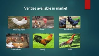 White leg horn
assel
Giriraj
Vanraj
Kadaknath
Suvarndhara
Verities available in market
 