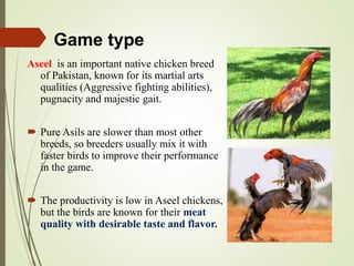 Game type
Aseel is an important native chicken breed
of Pakistan, known for its martial arts
qualities (Aggressive fighting abilities),
pugnacity and majestic gait.
 Pure Asils are slower than most other
breeds, so breeders usually mix it with
faster birds to improve their performance
in the game.
 The productivity is low in Aseel chickens,
but the birds are known for their meat
quality with desirable taste and flavor.
 