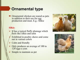 Ornamental type
 Ornamental chicken are reared as pets
in addition to their use for egg
production and meat. E.g.: Silkie
Silkie
 It has a typical fluffy plumage which
feels like silkie and satin
 Exhibited in poultry shows and come
out in various colors
 Calm and friendly
 Only produces an average of 100 to
120 eggs a year.
 Simple to maintain as pet
 