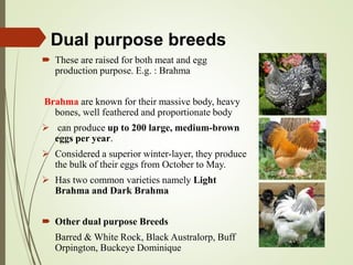 Dual purpose breeds
 These are raised for both meat and egg
production purpose. E.g. : Brahma
Brahma are known for their massive body, heavy
bones, well feathered and proportionate body
 can produce up to 200 large, medium-brown
eggs per year.
 Considered a superior winter-layer, they produce
the bulk of their eggs from October to May.
 Has two common varieties namely Light
Brahma and Dark Brahma
 Other dual purpose Breeds
Barred & White Rock, Black Australorp, Buff
Orpington, Buckeye Dominique
 