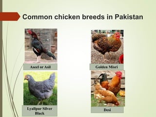 Common chicken breeds in Pakistan
Aseel or Asil
Desi
Lyallpur Silver
Black
Golden Misri
 