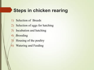 Steps in chicken rearing
1) Selection of Breeds
2) Selection of eggs for hatching
3) Incubation and hatching
4) Brooding
5) Housing of the poultry
6) Watering and Feeding
 