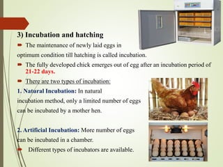 3) Incubation and hatching
 The maintenance of newly laid eggs in
optimum condition till hatching is called incubation.
 The fully developed chick emerges out of egg after an incubation period of
21-22 days.
 There are two types of incubation:
1. Natural Incubation: In natural
incubation method, only a limited number of eggs
can be incubated by a mother hen.
2. Artificial Incubation: More number of eggs
can be incubated in a chamber.
 Different types of incubators are available.
 
