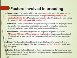 Factors involved in brooding
1. Temperature : The hatched chicks are kept inside the incubator for about 36 hours
and then transferred to artificial brooder. The optimum temperature is 33C
during the first 3 days. During the subsequent weeks of brooding the temperature
is reduced by 30C each week till it reaches 21C.
2. Ventilation : Fresh air movement is important for good health and proper growth of
the chicks. Poor ventilation results in the accumulation of carbon monoxide,
ammonia and water vapor which may lead to microbial infection.
3. Floor space : Adequate floor space for the proper development of chicken.
Minimum 500sq.cm of floor space per chickens is to be provided. Crowding of
chickens leads to poor growth and induces cannibalistic tendencies amongst the
birds.
4. Litter : The floor of the brood house is layered by beds of hay, rice husk or saw
dust and this is called litter. The litter bed should be 5 to 7.5cm thick and it must
be kept dry.
5. Light :- To keep the brood house free from infectious germs, the brood house must
be well ventilated. Evenly distributed sunlight promotes proper growth of the birds
and formation of vitamin D.
 