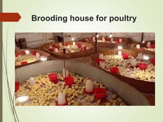 Brooding house for poultry
 