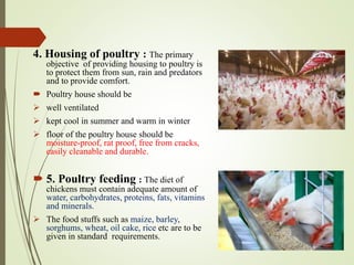 4. Housing of poultry : The primary
objective of providing housing to poultry is
to protect them from sun, rain and predators
and to provide comfort.
 Poultry house should be
 well ventilated
 kept cool in summer and warm in winter
 floor of the poultry house should be
moisture-proof, rat proof, free from cracks,
easily cleanable and durable.
 5. Poultry feeding : The diet of
chickens must contain adequate amount of
water, carbohydrates, proteins, fats, vitamins
and minerals.
 The food stuffs such as maize, barley,
sorghums, wheat, oil cake, rice etc are to be
given in standard requirements.
 