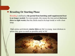  Brooding Or Starting Phase
Brooding is defined as the period from hatching until supplemental heat
is no longer needed. For most people, this means the time period (between
three to eight weeks) that the chicks need to be kept inside or with a heat
lamp.
High amino acid density starter diets are fed to young meat chickens to
ensure they grow as much as possible early in life
 
