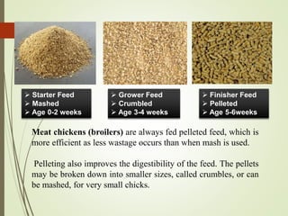  Grower Feed
 Crumbled
 Age 3-4 weeks
 Finisher Feed
 Pelleted
 Age 5-6weeks
 Starter Feed
 Mashed
 Age 0-2 weeks
Meat chickens (broilers) are always fed pelleted feed, which is
more efficient as less wastage occurs than when mash is used.
Pelleting also improves the digestibility of the feed. The pellets
may be broken down into smaller sizes, called crumbles, or can
be mashed, for very small chicks.
 