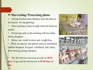  Harvesting/ Processing phase
 Getting finished meat chickens from the farm to
the factory for slaughtering.
 Most catching is done at night when the birds are
quieter.
 Processing early in the morning with less delay
before slaughter.
 Delays can result in stress and weight loss.
 Birds are placed into plastic crates or aluminium
module designed for good ventilation and safety
from bruising during transport.
 The first harvest can occur as early as 30-35
days of age and the last harvest at 55-60 days of
age.
 