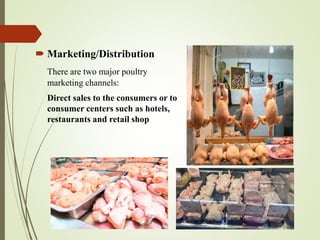  Marketing/Distribution
There are two major poultry
marketing channels:
Direct sales to the consumers or to
consumer centers such as hotels,
restaurants and retail shop
 