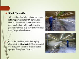  Shed Clean-Out
 Once all the birds have been harvested
(after approximately 60 days), the
shed is cleaned and prepared for the
next batch of day-old chicks, which
generally arrives five days to two weeks
after the previous harvest.
 Once the shed has been thoroughly
cleaned, it is disinfected. This is carried
out using low volumes of disinfectant
sprayed throughout the shed.
 