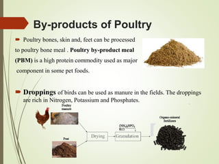 By-products of Poultry
 Poultry bones, skin and, feet can be processed
to poultry bone meal . Poultry by-product meal
(PBM) is a high protein commodity used as major
component in some pet foods.
 Droppings of birds can be used as manure in the fields. The droppings
are rich in Nitrogen, Potassium and Phosphates.
 