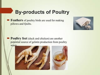 By-products of Poultry
 Feathers of poultry birds are used for making
pillows and Quilts.
 Poultry feet (duck and chicken) are another
potential source of gelatin production from poultry
waste.
 