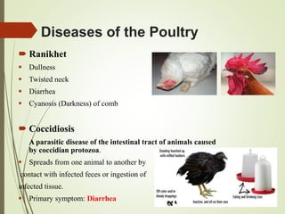 Diseases of the Poultry
 Ranikhet
 Dullness
 Twisted neck
 Diarrhea
 Cyanosis (Darkness) of comb
 Coccidiosis
A parasitic disease of the intestinal tract of animals caused
by coccidian protozoa.
 Spreads from one animal to another by
contact with infected feces or ingestion of
infected tissue.
 Primary symptom: Diarrhea
 