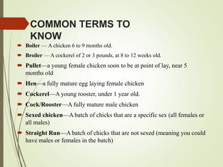 COMMON TERMS TO
KNOW
 Boiler –– A chicken 6 to 9 months old.
 Broiler –– A cockerel of 2 or 3 pounds, at 8 to 12 weeks old.
 Pullet––a young female chicken soon to be at point of lay, near 5
months old
 Hen––a fully mature egg laying female chicken
 Cockerel––A young rooster, under 1 year old.
 Cock/Rooster––A fully mature male chicken
 Sexed chicken––A batch of chicks that are a specific sex (all females or
all males)
 Straight Run––A batch of chicks that are not sexed (meaning you could
have males or females in the batch)
 