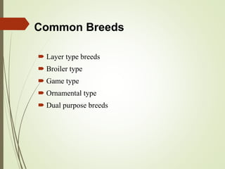 Common Breeds
 Layer type breeds
 Broiler type
 Game type
 Ornamental type
 Dual purpose breeds
 